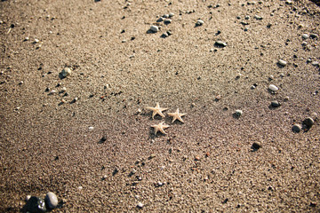 starfish 