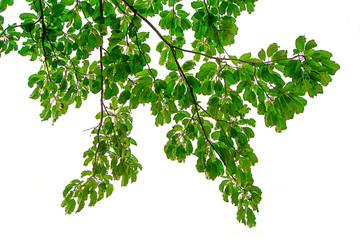 The branches and leaves are green on a white background,Clipping Path.