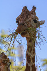 Reticulated giraffe © Glacyer