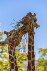 Reticulated giraffe © Glacyer
