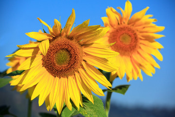 Sunflower on an early morning in a field in Carpatians