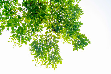 The branches and leaves are green on a white background,Clipping Path.