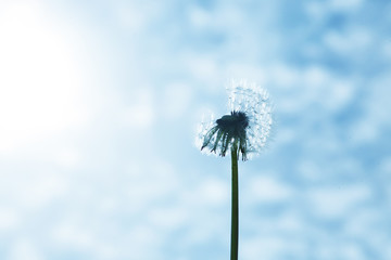 Schöne Pusteblume