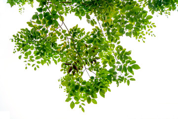 The branches and leaves are green on a white background,Clipping Path.