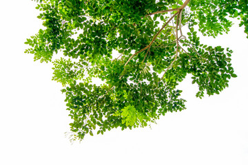 The branches and leaves are green on a white background,Clipping Path.