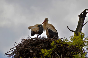 storks