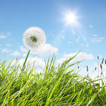 Fototapeta Schöne Pusteblume