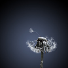 Schöne Pusteblume