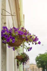 An outside basket filled with violet flowers