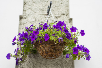 An outside basket filled with violet flowers