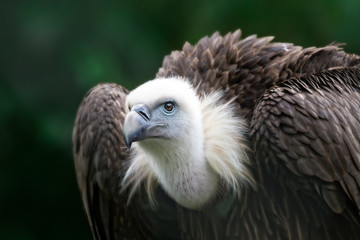 Geiger - König der Lüfte - Portrait