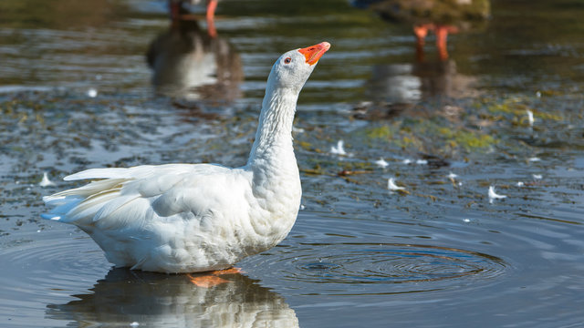     White goose, Anser anser domesticus, goose in blue lake with reflection 