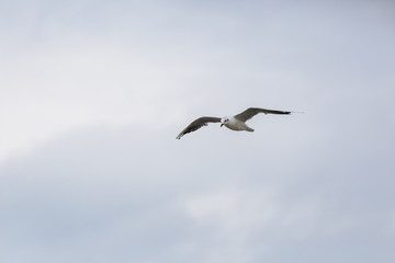 Flying seagll over the northern sea