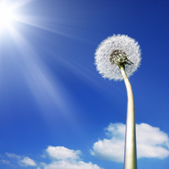 Obraz premium Schöne Pusteblume