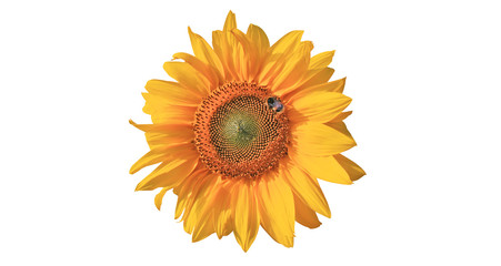 Fototapeta premium Wunderschöne Sonnenblume mit einer Biene