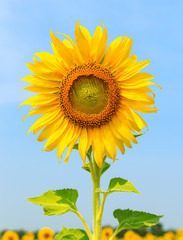 Beautiful sunflower against a bright blue sky in the field
