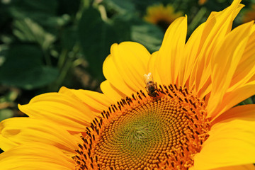 Wunderschöne Sonnenblume mit einer Biene