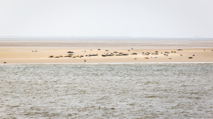 Fototapeta na wymiar Harbor seals on the sandbank Tegeler Plate