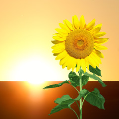 Obraz premium Wunderschöne Sonnenblume