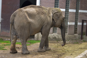 Elephant in the Zoo, Belgrade, Serbia, 17. April 2017.