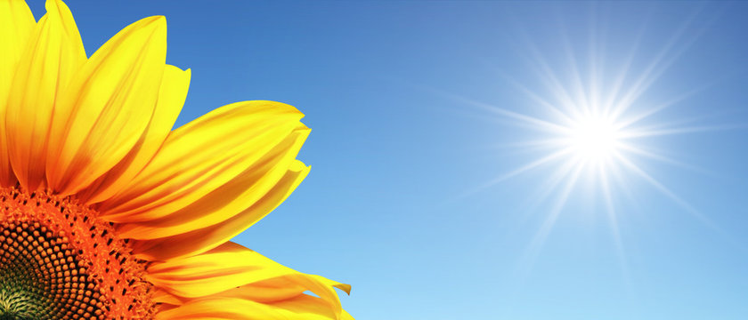 Wunderschöne Sonnenblume