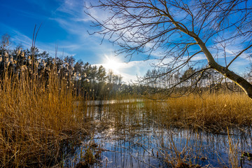 stream river in the forest surrounded by trees