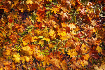 Colorful background of fallen autumn leaves