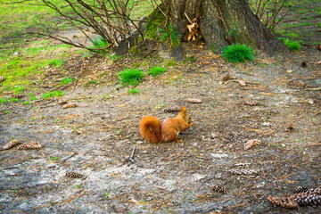red squirrel eating a nut in a park