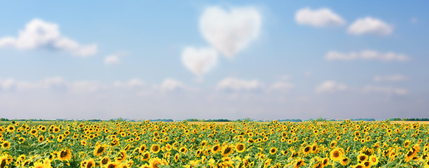 Wunderschöne Sonnenblumen mit Wolken in Form eines Herzens