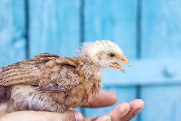 Chicken close-up sits in the hand. Blue wooden background. Household