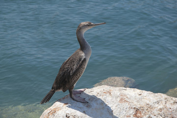 Puffinus mauretanicus