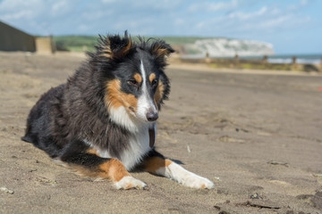 Shetland Sheepdog at the beach