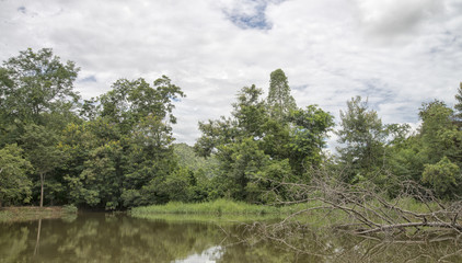 Obraz premium Dead tree fell into a swamp on a cloudy day.