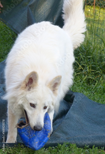 Chien Berger Suisse Jouant Avec Un Ballon Stock Photo And