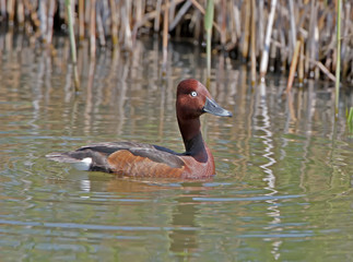 The ferruginous duck male