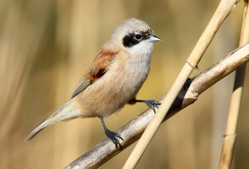 Penduline tit portrait on nice background