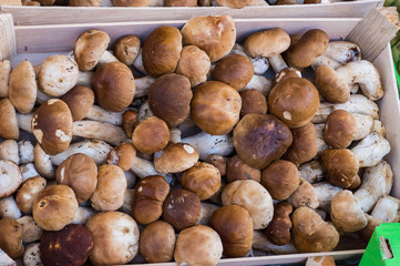 Fresh porcini mushrooms (boletus edulis) in the boxes at the local fermers market ready to sale