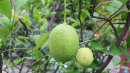green unripe lemon