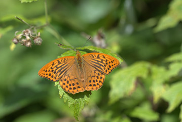 Kaisermantel auf Blatt