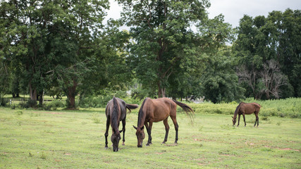 Fototapeta premium Horses eating grass in the park