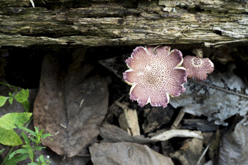 Wild mushrooms on an old timber.