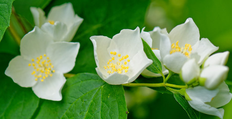 Fototapeta premium Close up of Scentless mock orange Philadelphus inodorus L. branch with flowers