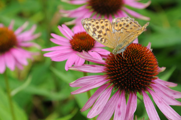 Kaisermantelfalter trinkt aus Sonnenhut