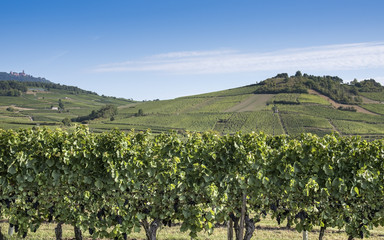 Fototapeta na wymiar Paysage viticole Alsacien