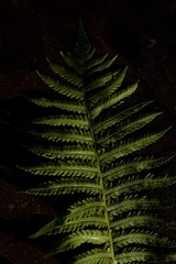 fern leaves