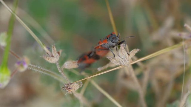 MIlkweed bugs mating