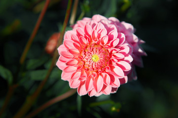 Wunderschöne Blumen im Sommer