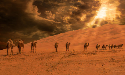 Group Of Camels walking in  liwa desert in Abu Dhabi UAE - obrazy, fototapety, plakaty