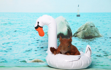 Eichhörnchen am Strand