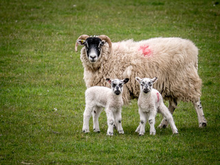 Sheep Family